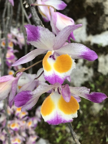 Dendrobium devonianum — photo