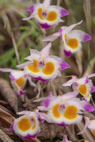Dendrobium devonianum — photo