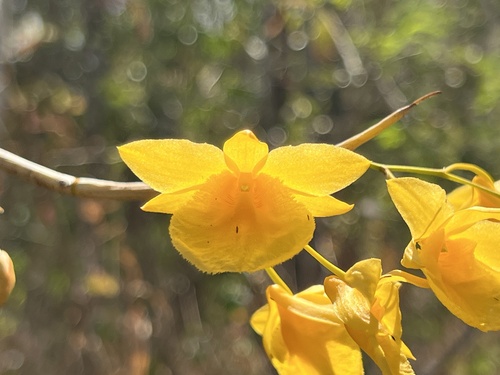 Dendrobium dixanthum