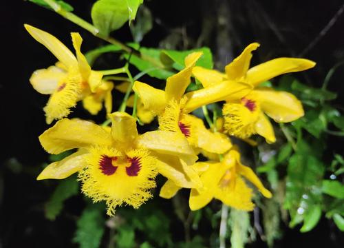 Dendrobium hookerianum — photo