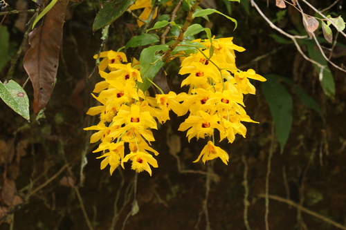 Dendrobium hookerianum — photo