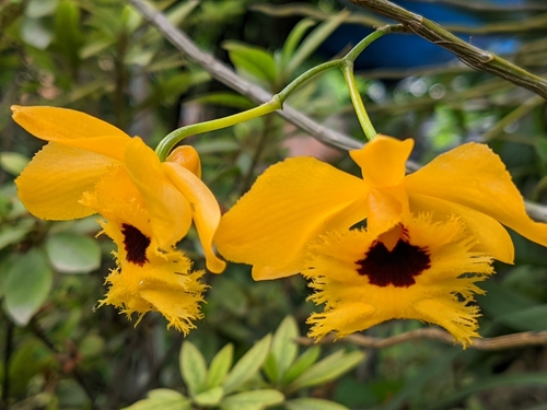 Dendrobium hookerianum