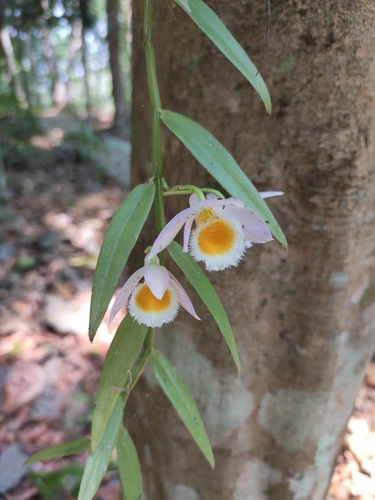 Dendrobium loddigesii — photo
