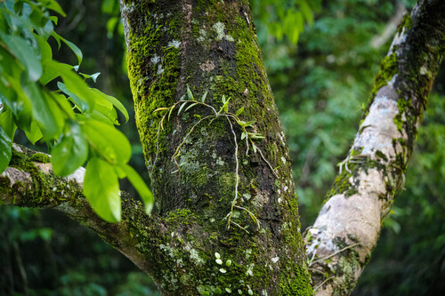 Dendrobium loddigesii — photo