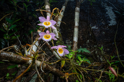 Dendrobium loddigesii