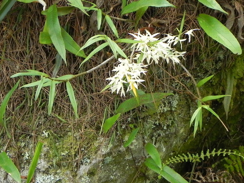 Dendrobium moniliforme — photo