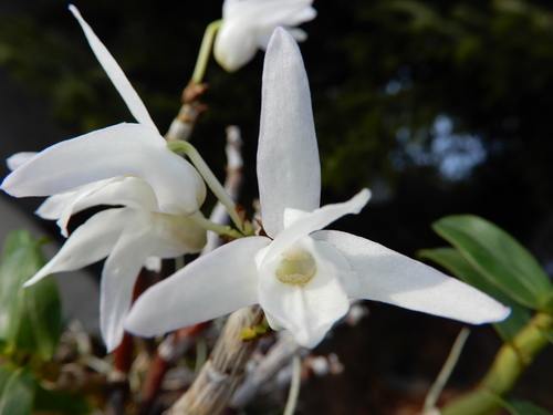 Dendrobium moniliforme