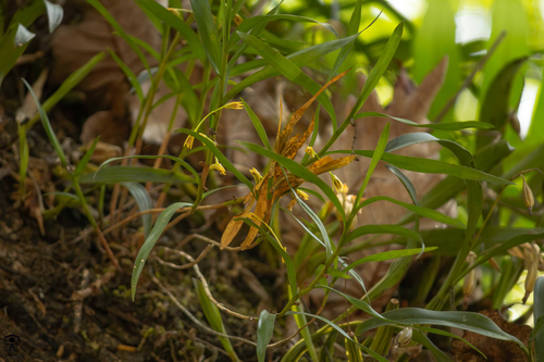 Dendrobium salaccense (Cooking orchid) — photo