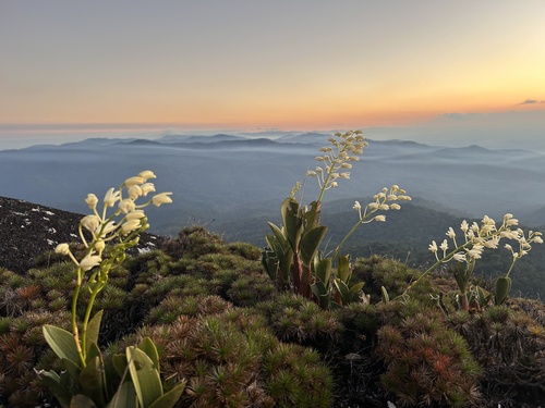 Dendrobium speciosum (King orchid) — photo