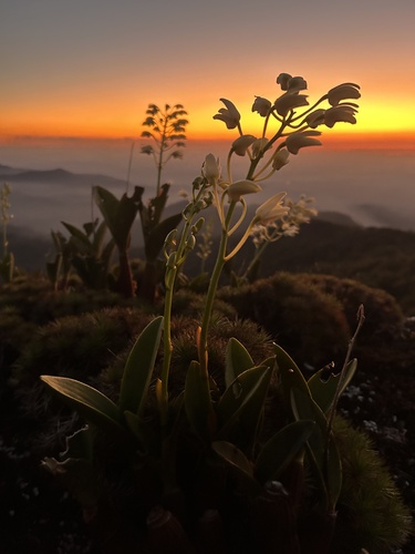Dendrobium speciosum (King orchid) — photo