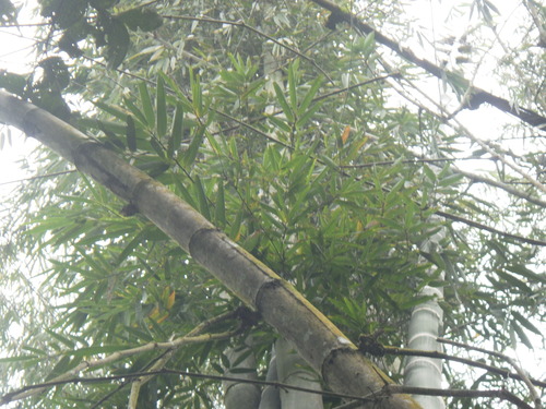 Dendrocalamus asper (Giant bamboo) — photo