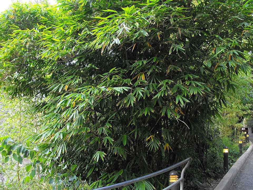 Dendrocalamus brandisii (Brandisii bamboo) — photo