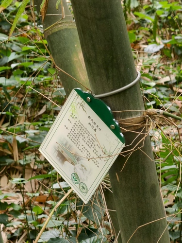 Dendrocalamus brandisii
