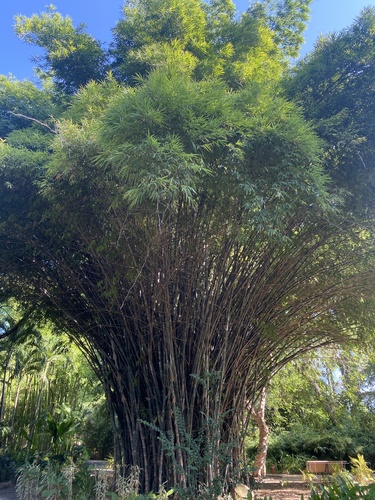 Dendrocalamus calostachyus