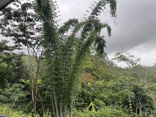 Dendrocalamus giganteus (Giant bamboo) — photo