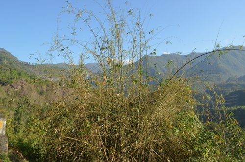 Dendrocalamus hamiltonii (Tufted bamboo) — photo
