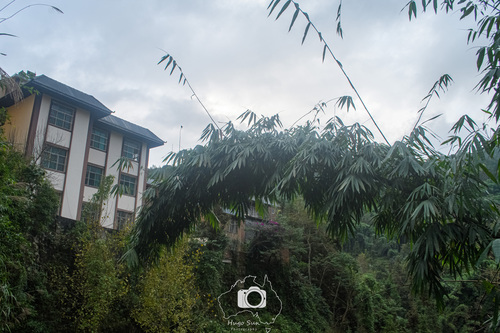 Dendrocalamus latiflorus (Sweet bamboo shoot) — photo