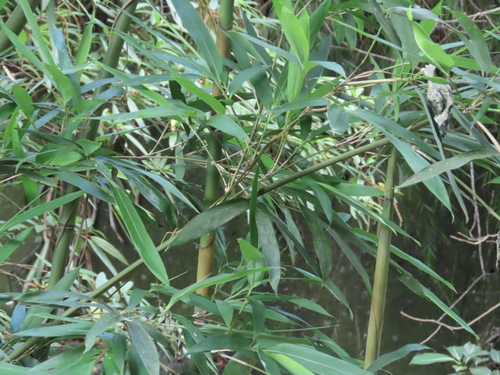 Dendrocalamus latiflorus (Sweet bamboo shoot) — photo