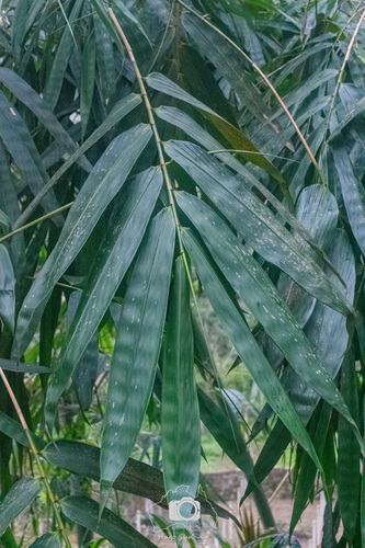 Dendrocalamus latiflorus