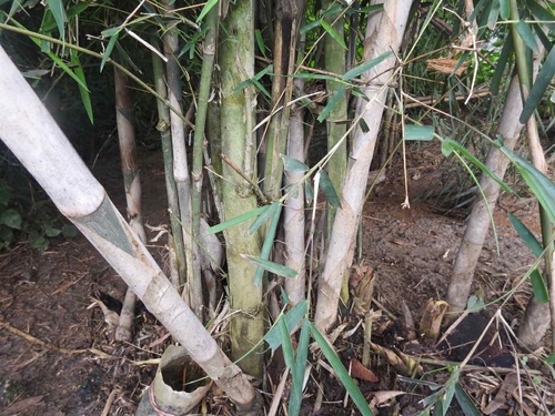 Dendrocalamus longispathus (Waya) — photo