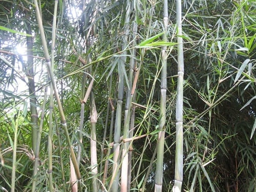 Dendrocalamus longispathus