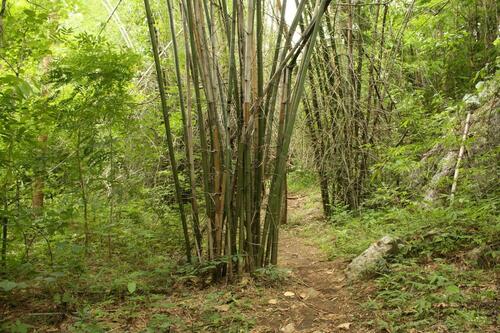Dendrocalamus membranaceus (White bamboo) — photo