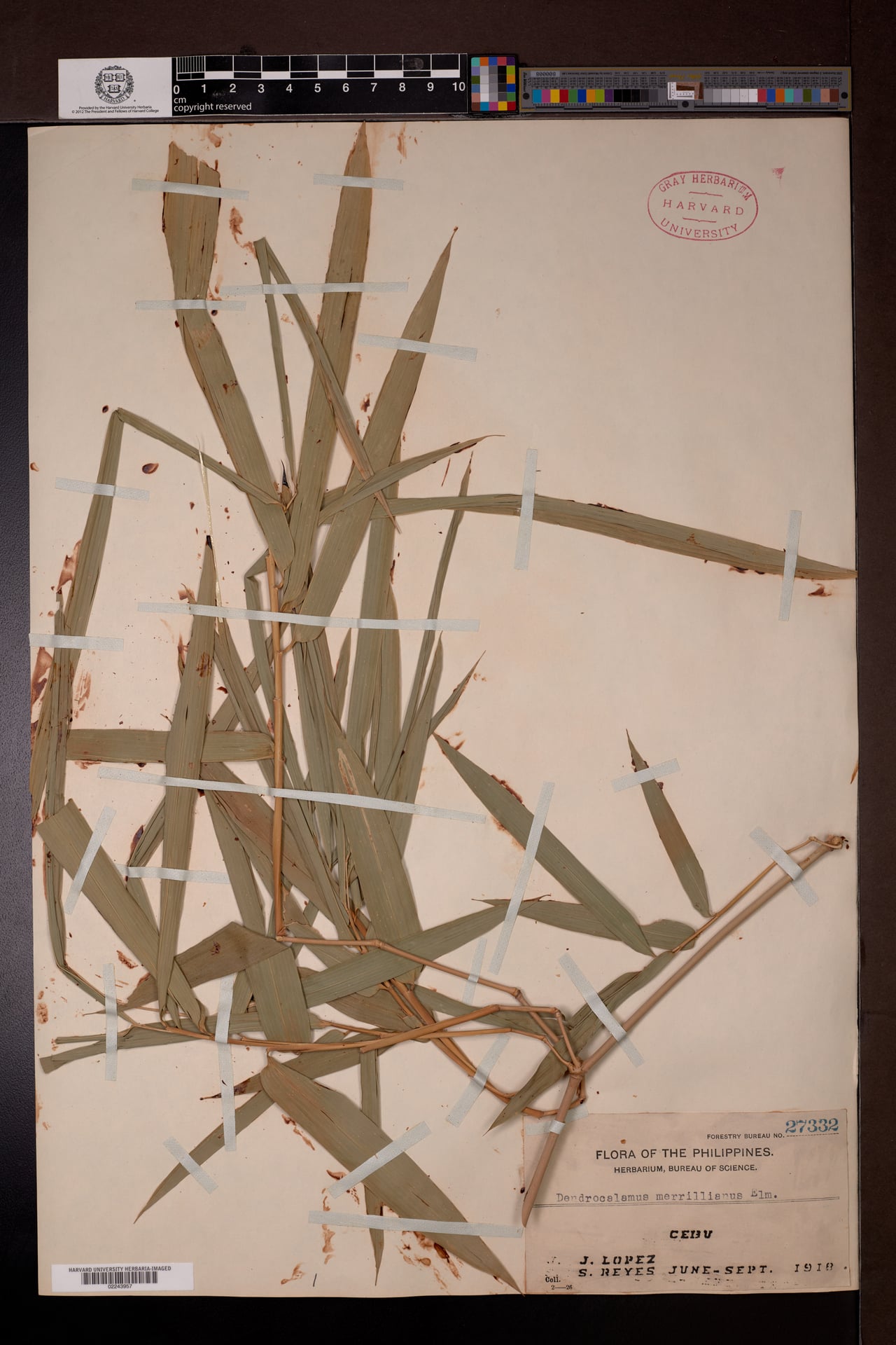 Dendrocalamus merrillianus