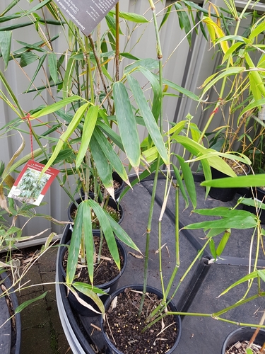 Dendrocalamus minor