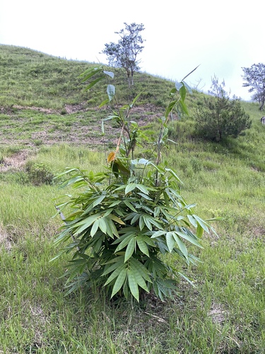 Dendrocalamus peculiaris