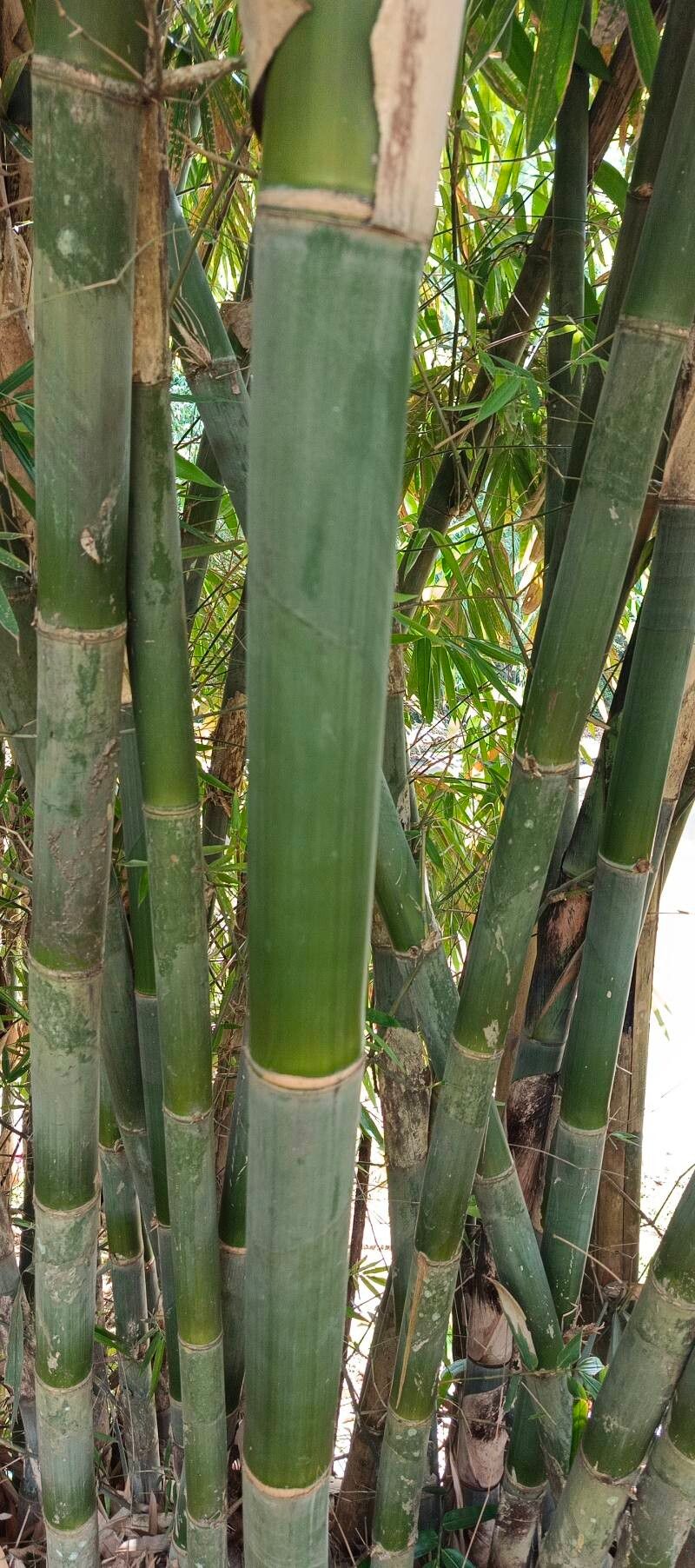 Dendrocalamus polypoides (Bans) — photo