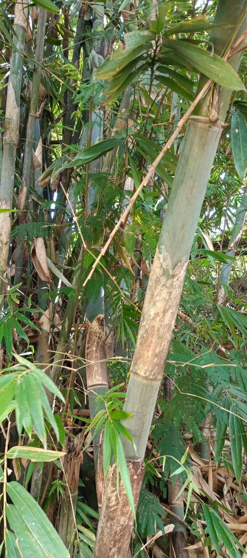 Dendrocalamus polypoides (Bans) — photo