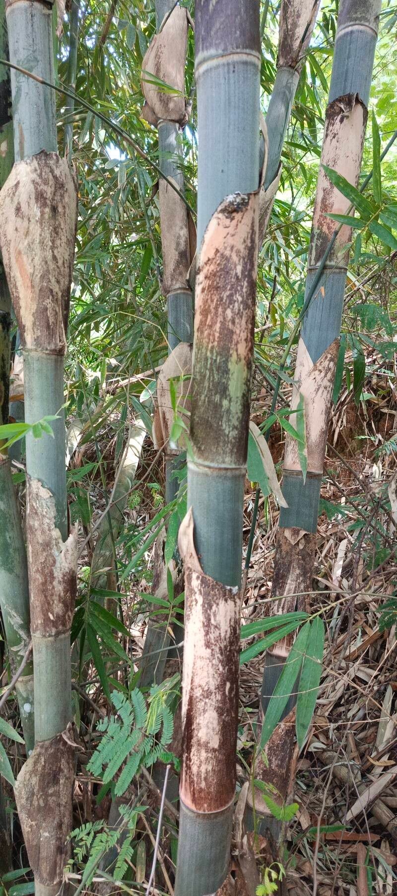 Dendrocalamus polypoides