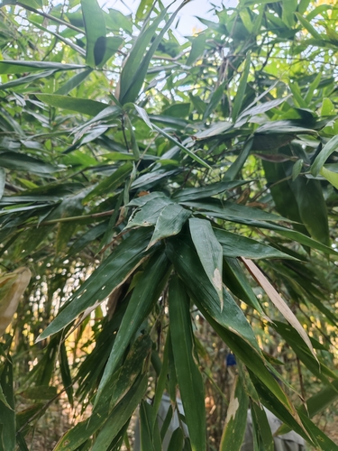 Dendrocalamus semiscandens