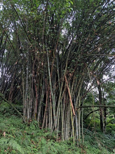 Dendrocalamus sikkimensis (Philippines sweet bamboo shoot) — photo