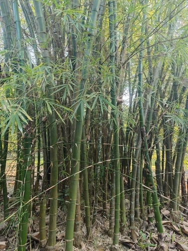 Dendrocalamus sikkimensis