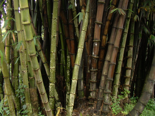 Dendrocalamus sikkimensis (Philippines sweet bamboo shoot) — photo
