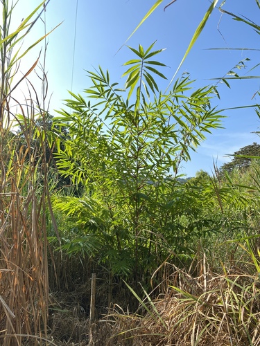 Dendrocalamus sinicus