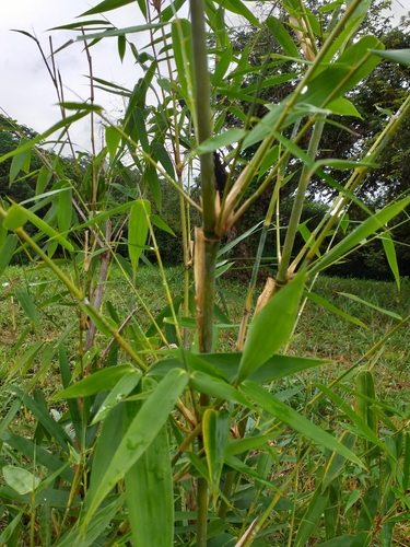 Dendrocalamus strictus (Male Bamboo) — photo