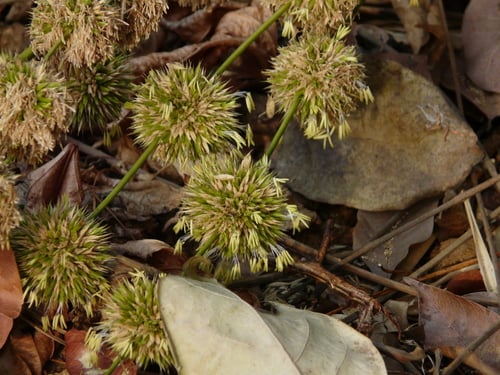 Dendrocalamus strictus