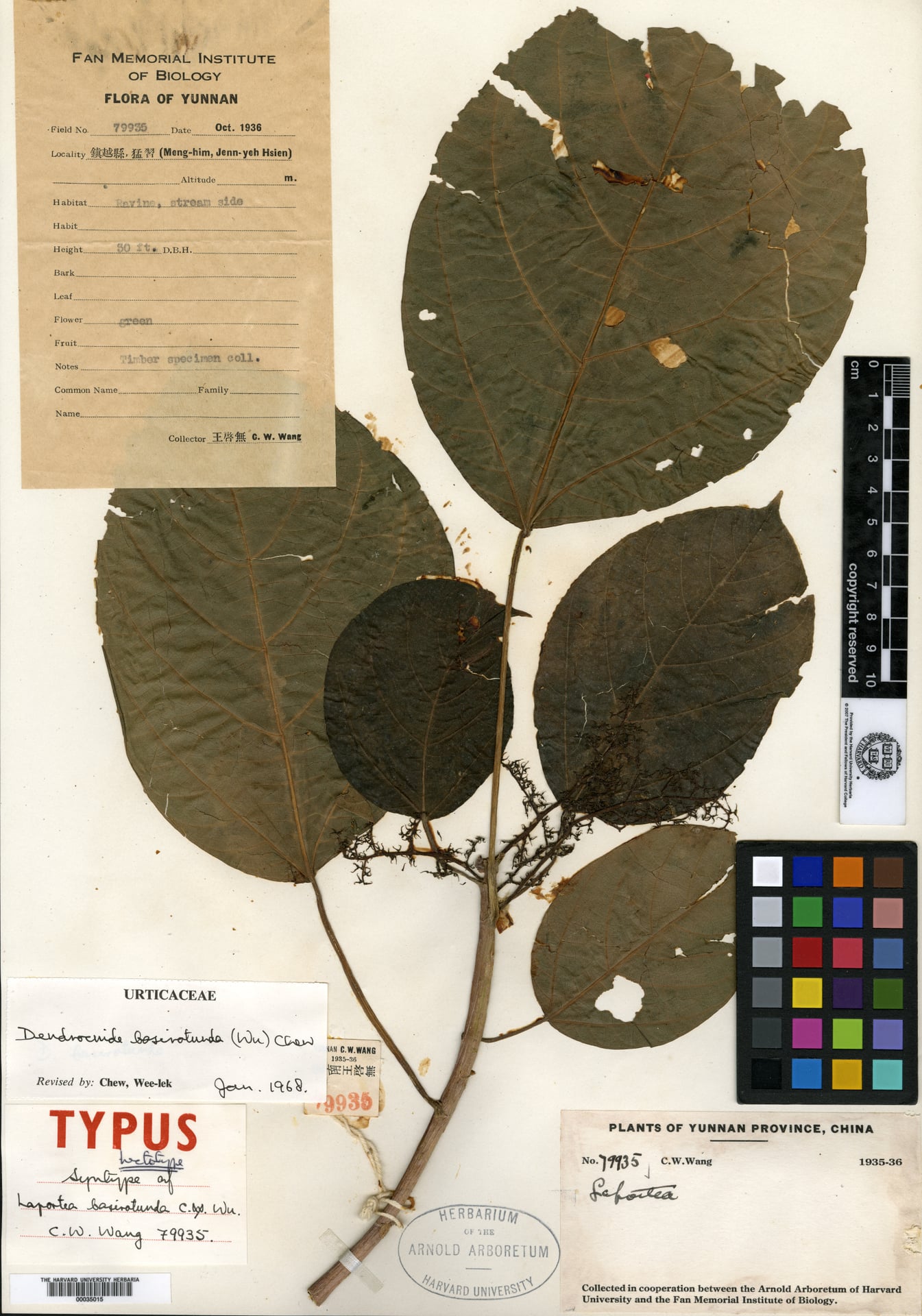 Dendrocnide basirotunda — photo