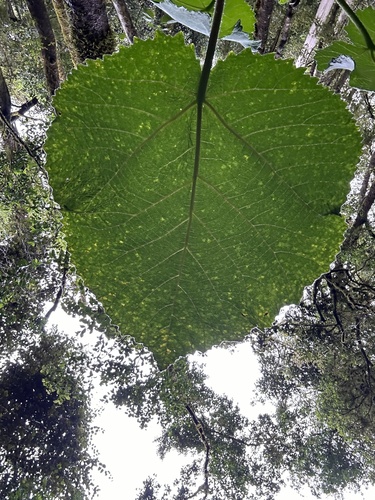 Dendrocnide excelsa (Giant stinging tree) — photo