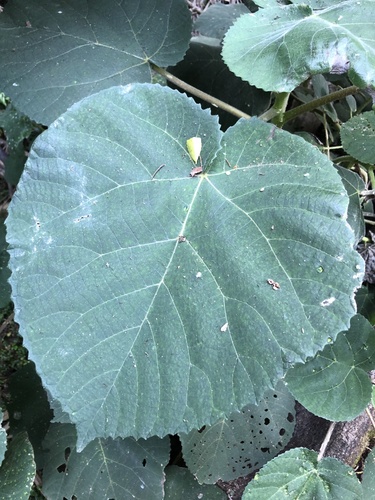 Dendrocnide excelsa