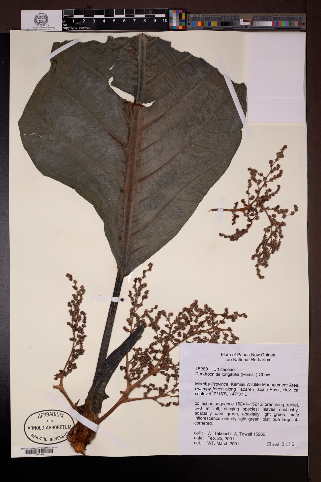Dendrocnide longifolia — photo