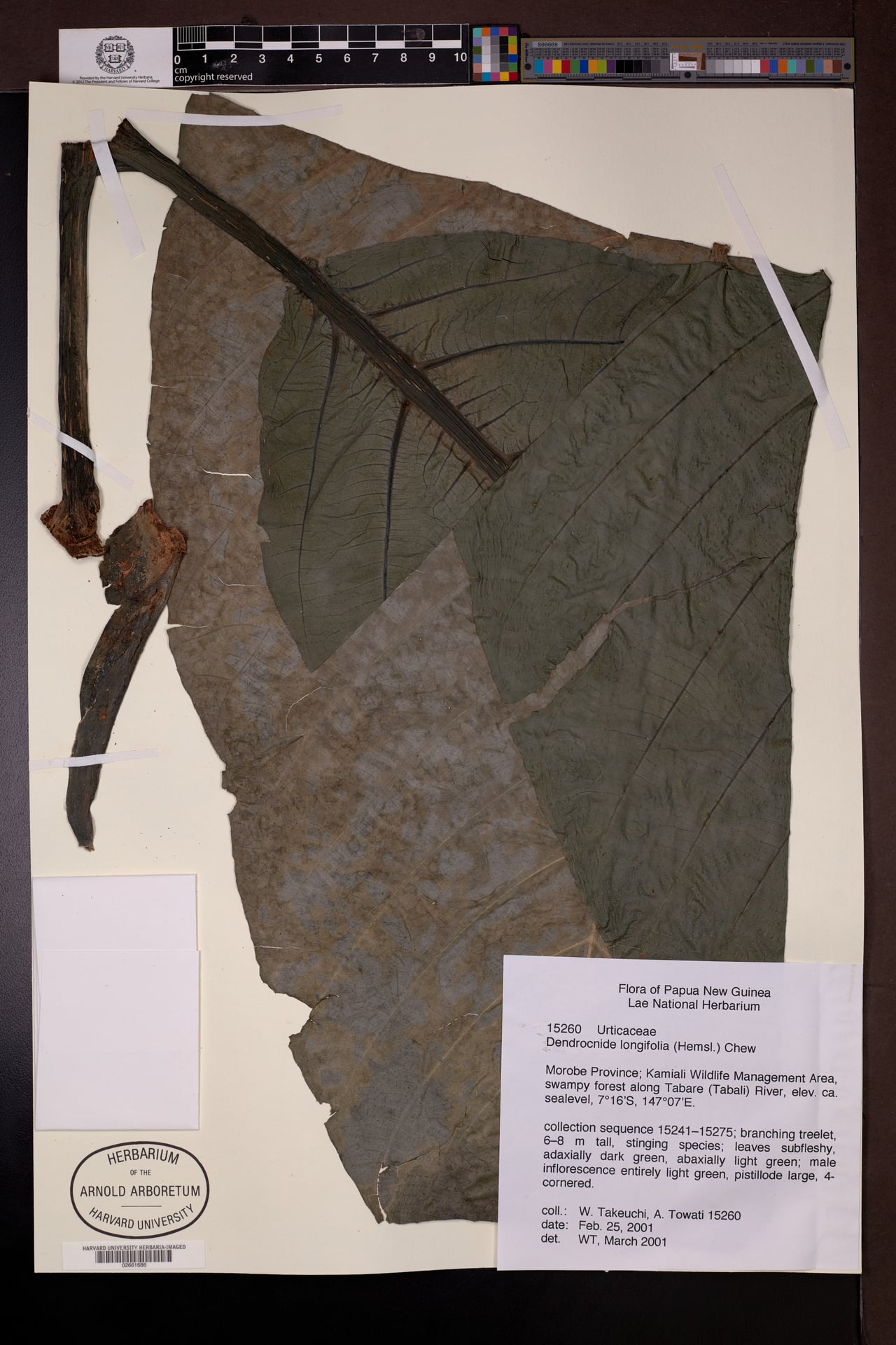 Dendrocnide longifolia — photo