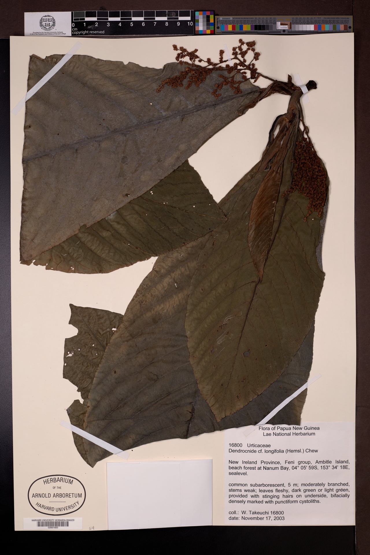 Dendrocnide longifolia
