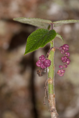 Dendrocnide moroides (Gympie stinger) — photo