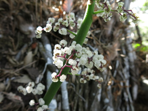 Dendrocnide moroides (Gympie stinger) — photo