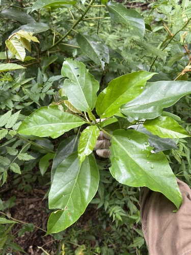 Dendrocnide photinophylla (Shiny-leaved Stinging Tree) — photo