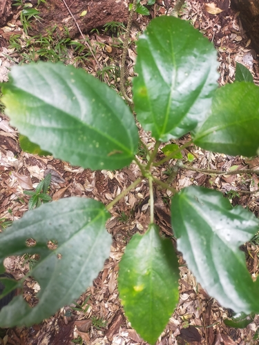 Dendrocnide photinophylla
