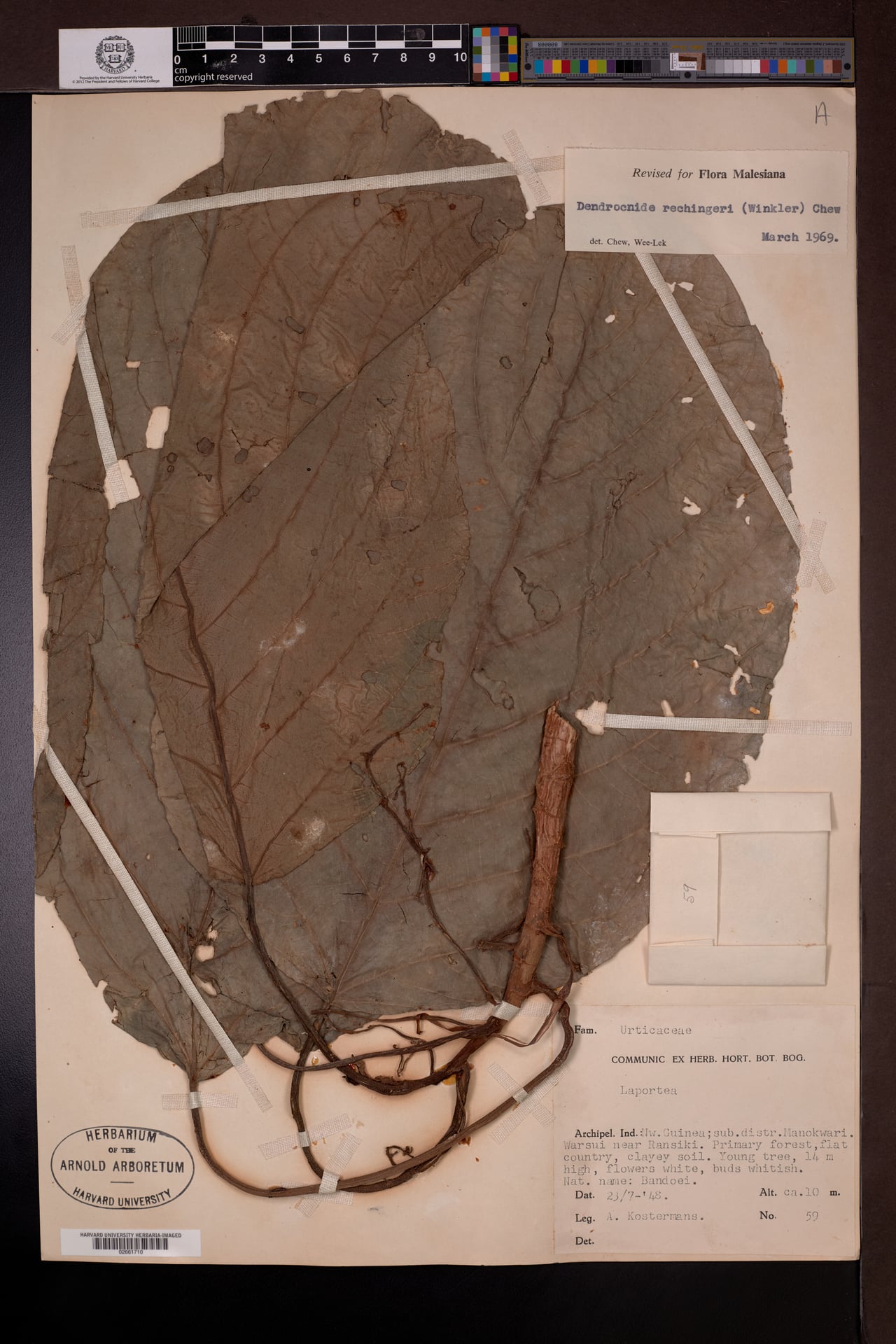 Dendrocnide rechingeri — photo